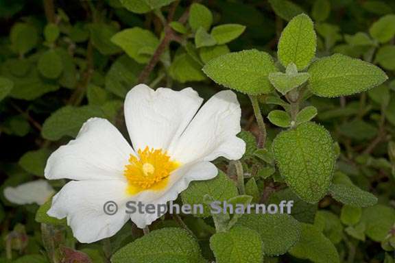 cistus salvifolius 1 graphic